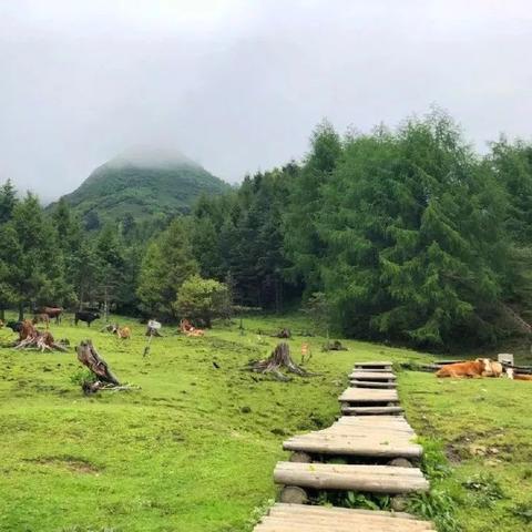 雅安铁路最新动态深度解析