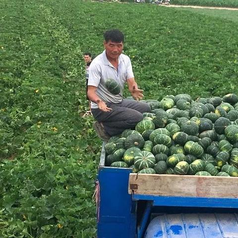 今日南瓜价格行情分析与趋势预测