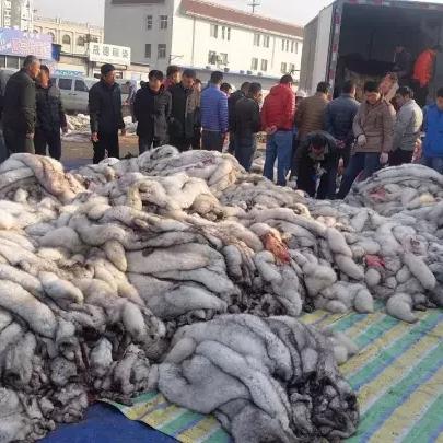 河北尚村毛皮价格最新走势分析