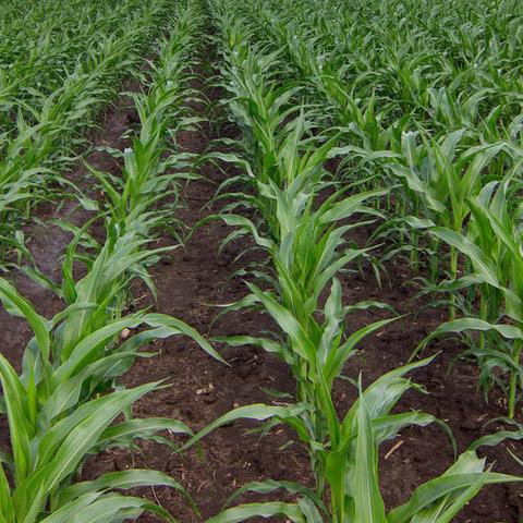 山东玉米最新市场行情分析