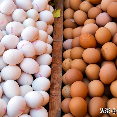 今日全国鸡蛋最新价格行情综述