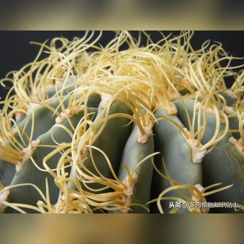 极品狂少章节列表更新文章