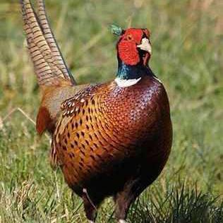 2025打虎行动成效显著，深化打击非法狩猎