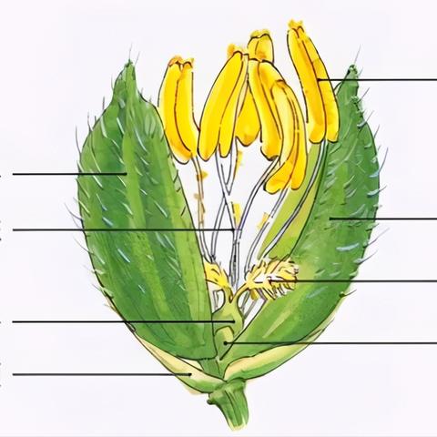 世界之花最新动态报道