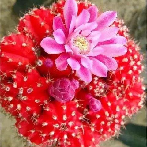 世界之花最新动态报道