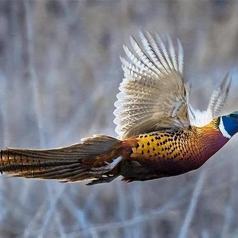 野鸡最新栖息地与生态探究