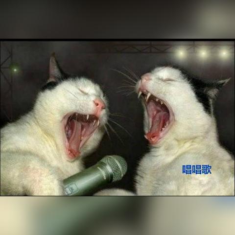 夏娃视频在线观看，最新趋势分析与数据速览