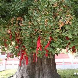 银杏新村最新房价报告