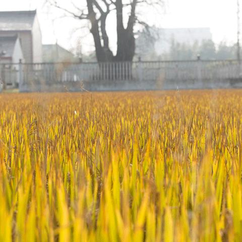 银杏新村最新房价报告