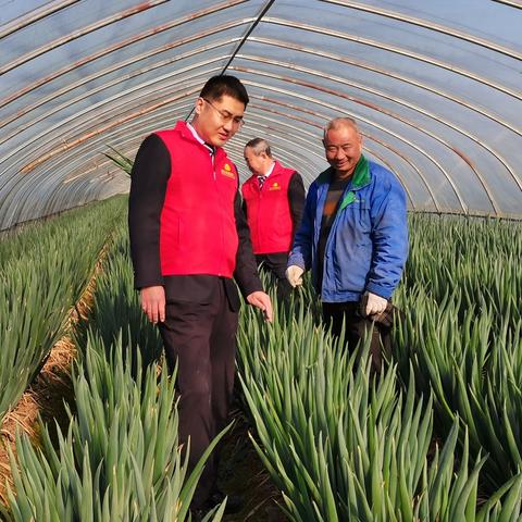 安丘大葱价格走势分析与预测报告