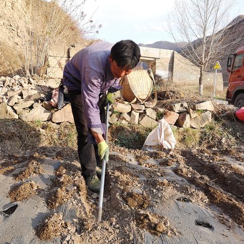 岷县当归价格走势最新分析