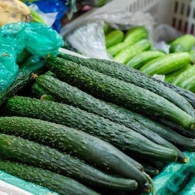 山东黄瓜价格行情最新分析