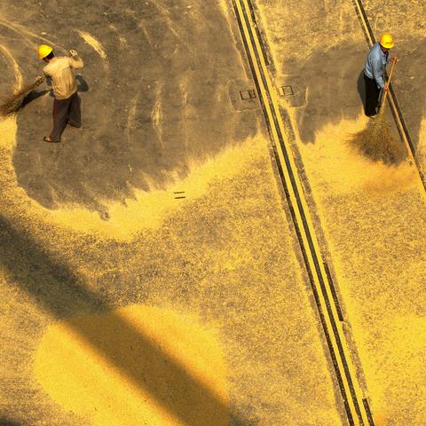 麸皮产地行情最新分析与趋势预测