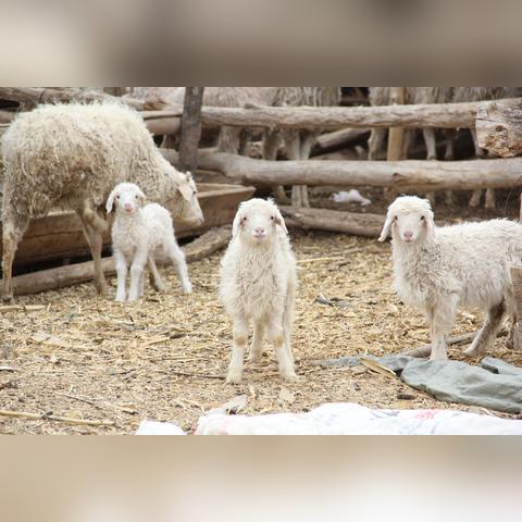河北麸皮价格行情最新分析