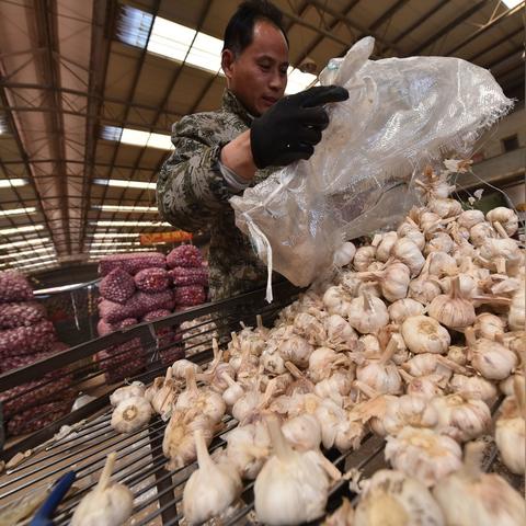 大蒜价格今日走势分析