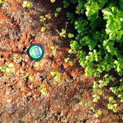 平度大姜价格走势分析及市场趋势展望