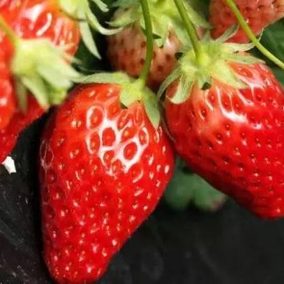 芜湖许镇发展规划最新动态