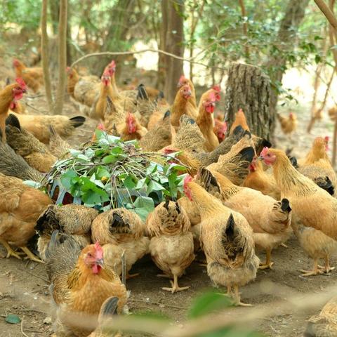 青蒿价格分析，最新数据与趋势预测（XXXX年）