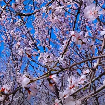 迁安三里河最新规划图详解