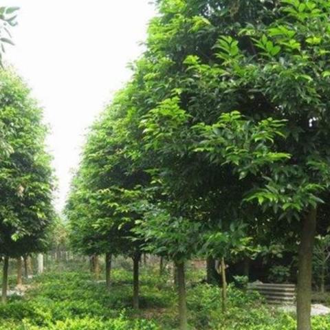 天竺桂最新价格，二十公分天竺桂行情解析