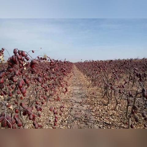 华宏科技股票最新动态深度解读