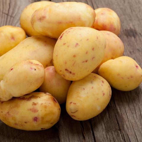 土豆最新批发价格走势分析