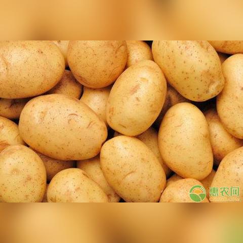 土豆最新批发价格走势分析